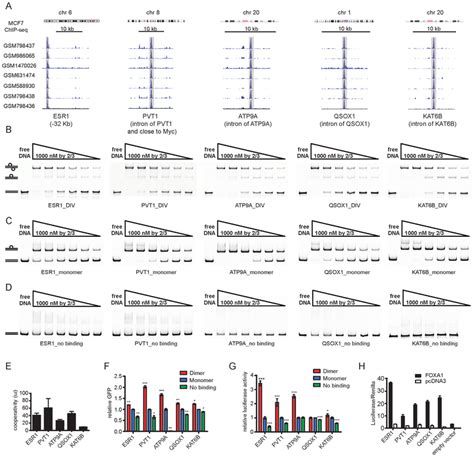 Abstract C076: New insights into the role of FOXA1.